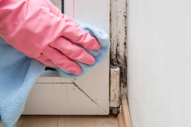 Best Toxic Mold Removal  in West Kittanning, PA